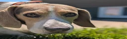 Beagle dogs for sale: Beadle Jojo Max - Ad 3
