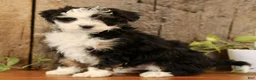 Mini Bernedoodle dogs for sale: Karl  - Ad 4