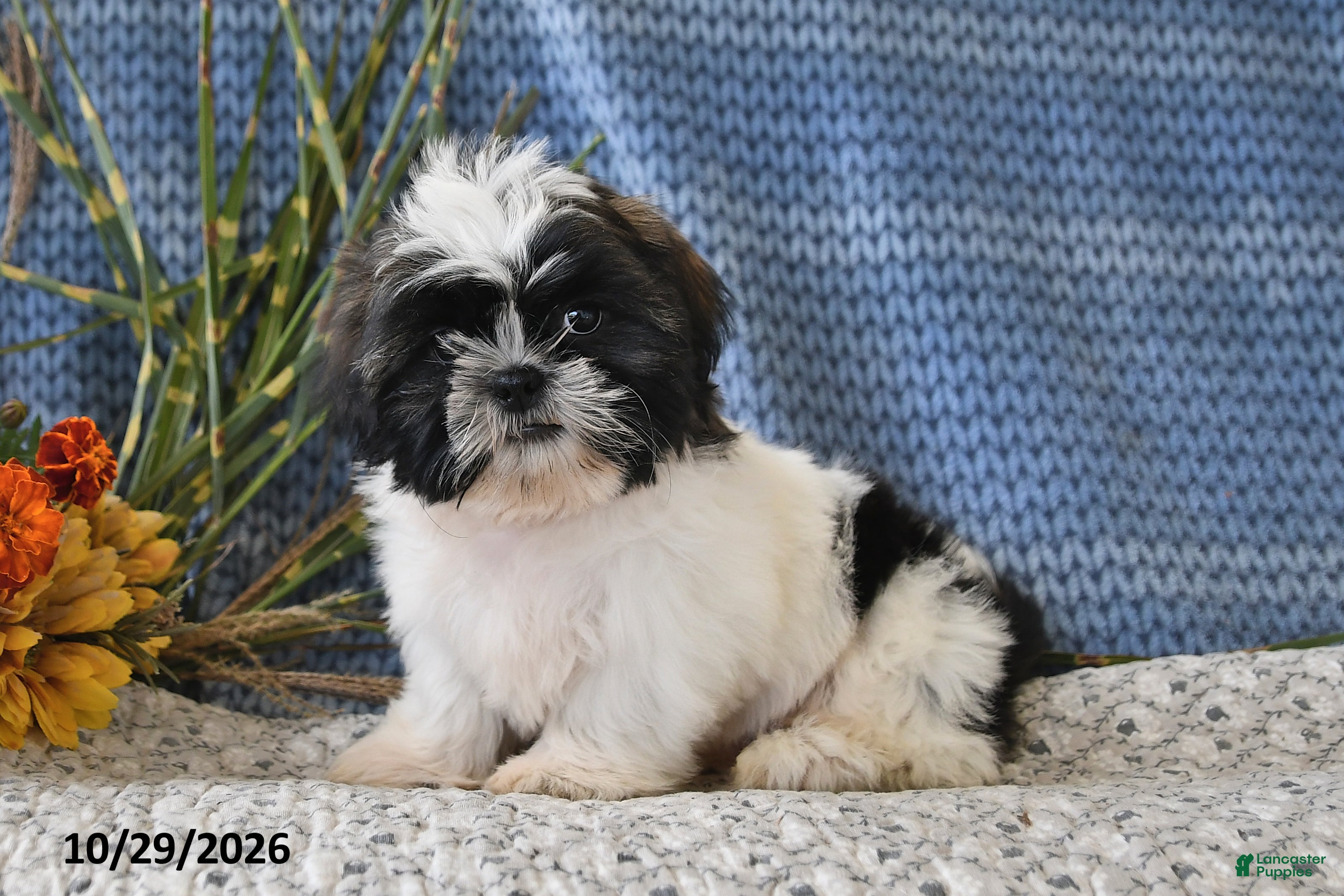 Shih Tzu dogs for sale: Jordan - Ad 1