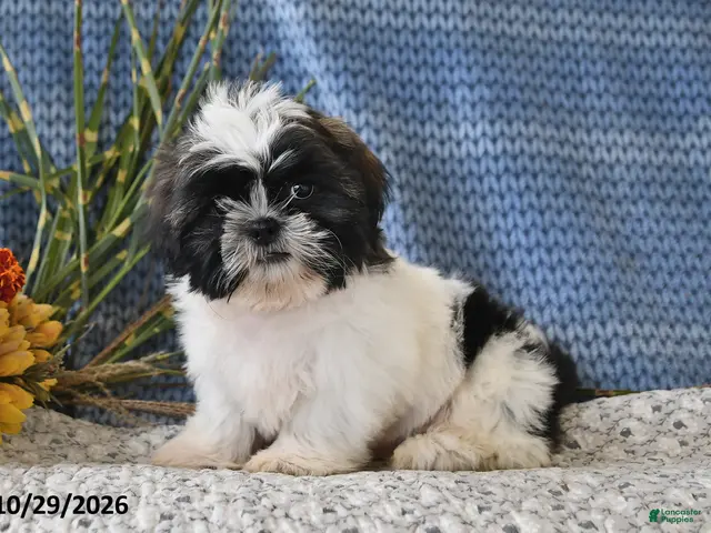 Shih Tzu dogs for sale: Jordan - Ad 1