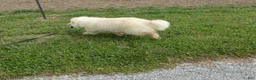 Chow Chow dogs for sale: Chow Chow Puppy 1 Gordy - Ad 5