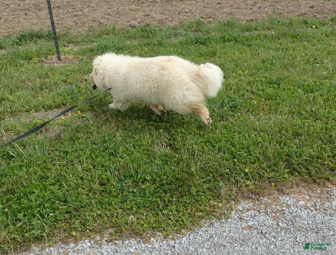 Chow Chow dogs for sale: Chow Chow Puppy 1 Gordy - Ad 5