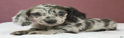 Miniature Dachshund dogs for sale: Olive 💚 - Ad 3