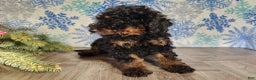 Mini Bernedoodle dogs for sale: Klaus - Ad 19