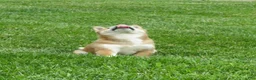 Shiba Inu dogs for sale: Bradon  - Ad 5