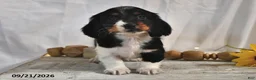 Miniature Dachshund dogs for sale: Cappuccino - Ad 4