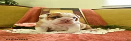 English Bulldog dogs for sale: Yoda - Ad 3