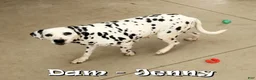 Dalmatian dogs for sale: Jemima - Ad 10