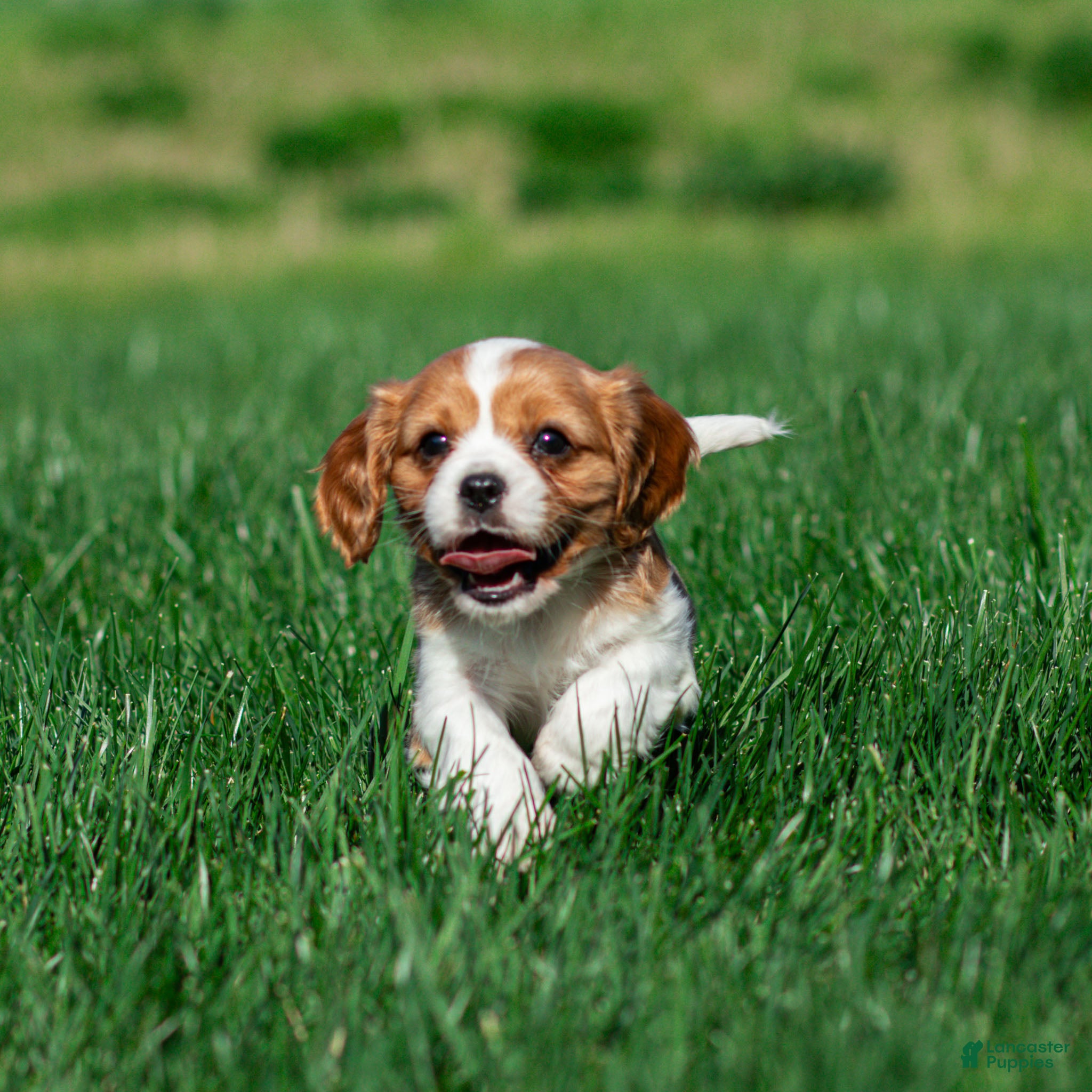 Cavalier King Charles Spaniel dogs Shane Cavalier King Charles Spaniel Puppy  - Ad 2