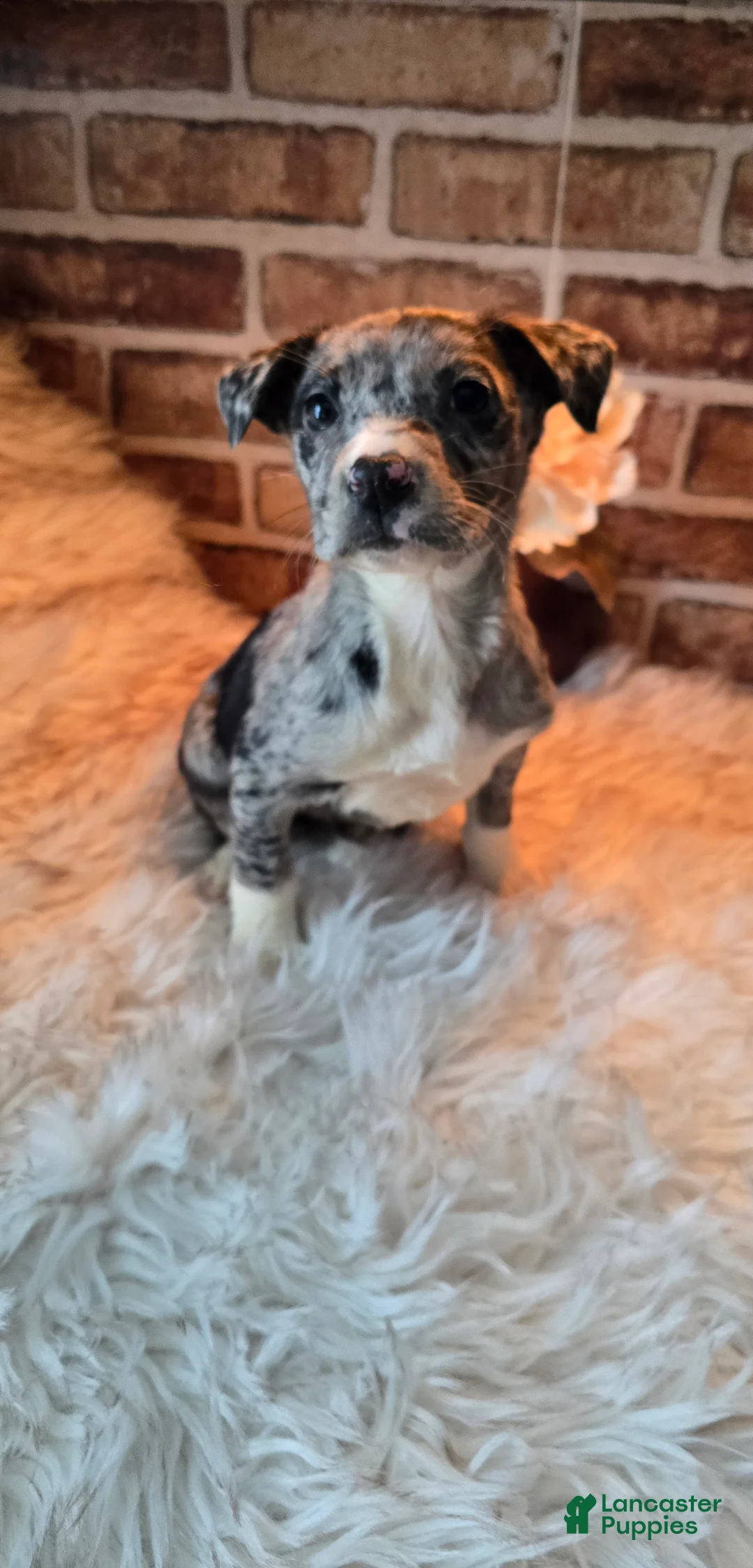 Mixed Breed dogs for sale: Willow - Ad 2