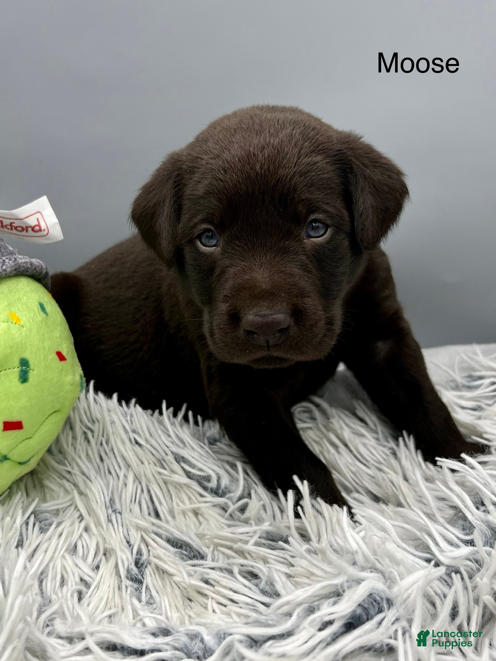 Labrador Retriever dogs Moose -Labrador Retriever Puppy  - Ad 2