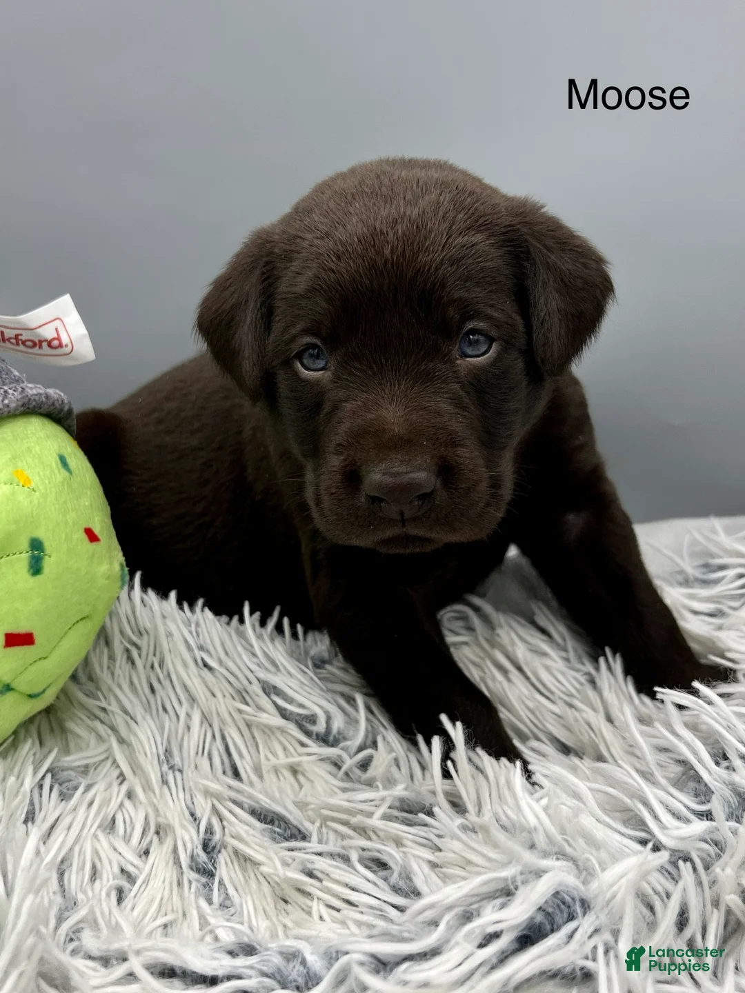Labrador Retriever dogs for sale: Moose -Labrador Retriever Puppy  - Ad 2