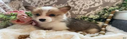 Welsh Corgi Pembroke dogs for sale: Sage - Ad 8