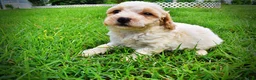 Havapoo dogs for sale: Ashley-SUMMER SALE!! $100 off listed price-this week only! - Ad 10