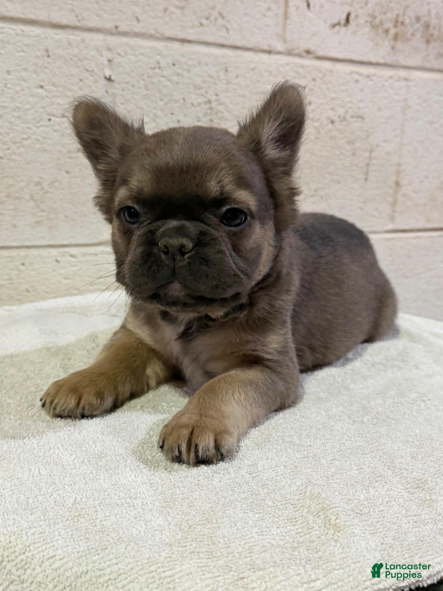 French Bulldog dogs Lilly - Ad 24