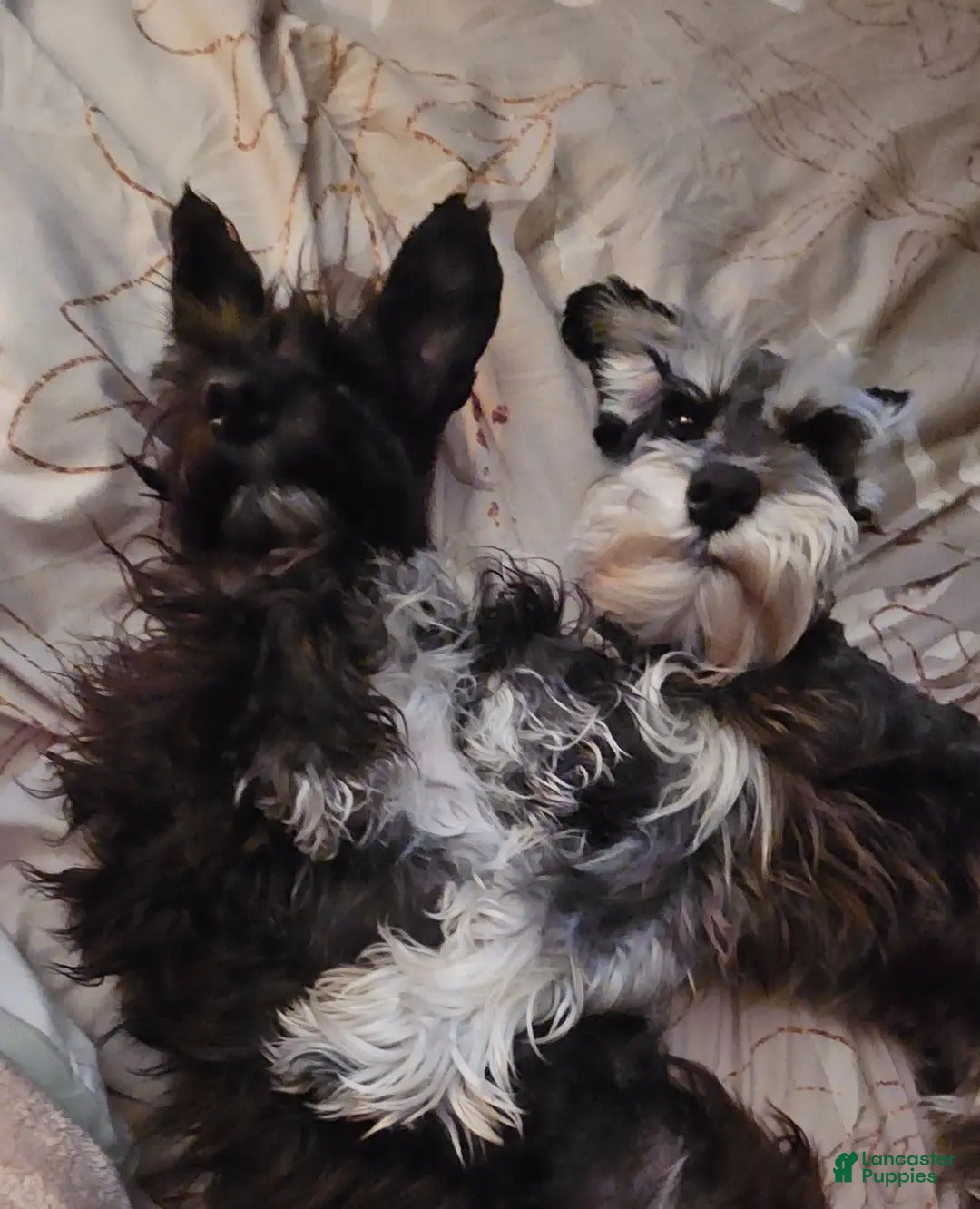 Miniature Schnauzer dogs for sale: Hershel - Ad 6