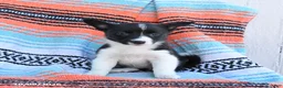 Mixed Breed dogs for sale: Dahlia - Ad 1