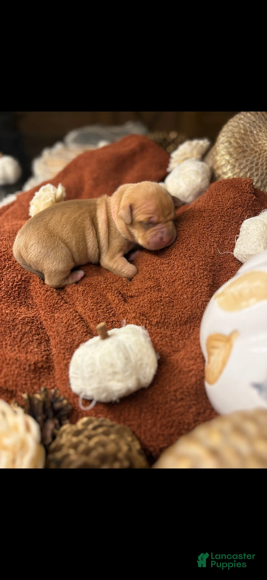 American Pit Bull Terrier dogs for sale: American Pit Bull Terrier 4 - Ad 1