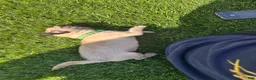 Pug dogs for sale: Pug Puppy 1 green - Ad 2