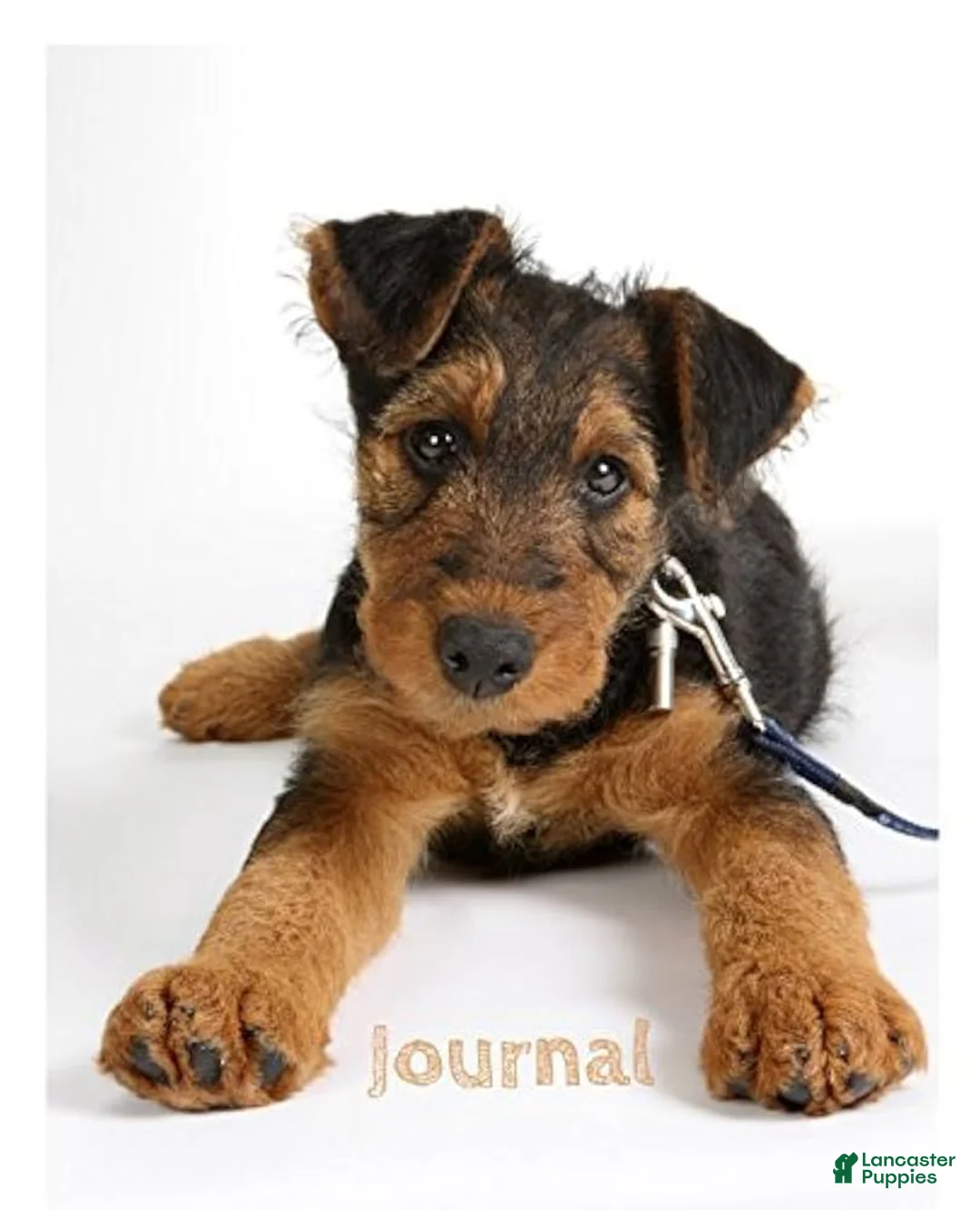 Mixed Breed dogs for sale: Spooky - Ad 2