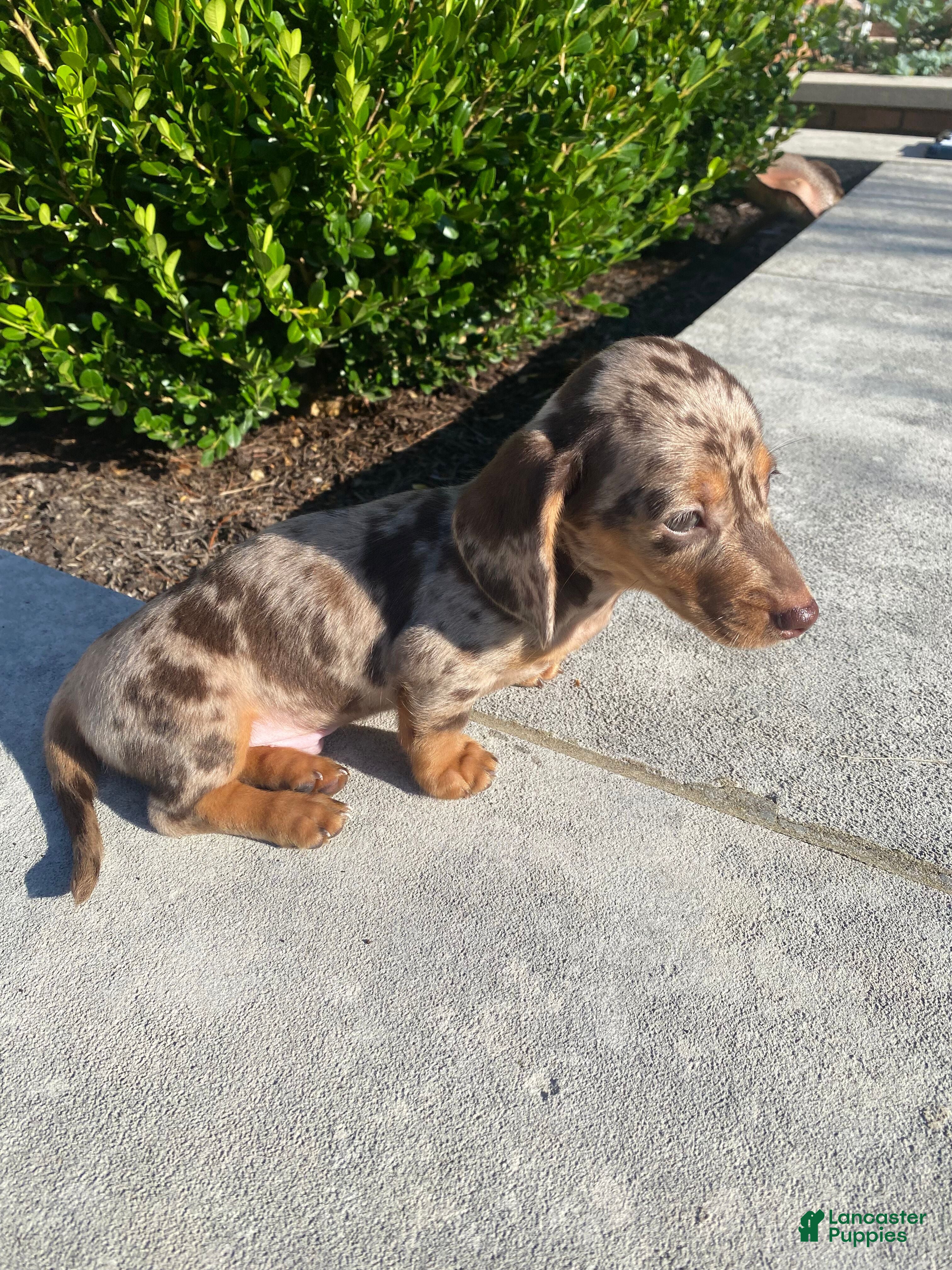 Miniature Dachshund dogs Otis - Ad 2
