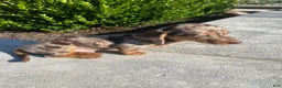 Miniature Dachshund dogs for sale: Otis - Ad 2
