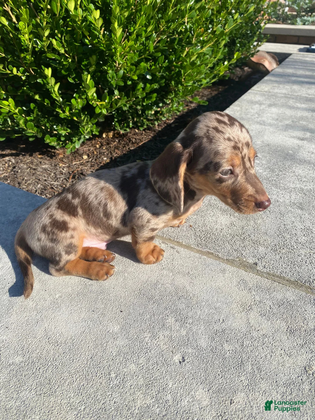 Miniature Dachshund dogs for sale: Otis - Ad 2