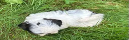 Shih Tzu dogs for sale: Shih Tzu 9 - Ad 3