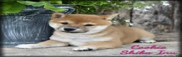 Shiba Inu dogs for sale: Cookie - Ad 1