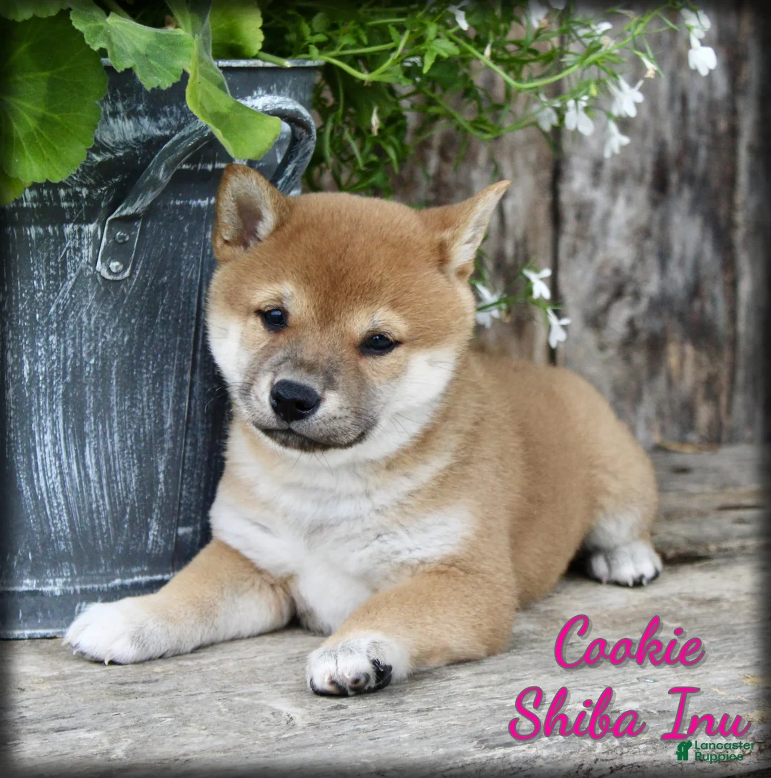 Shiba Inu dogs for sale: Cookie - Ad 1