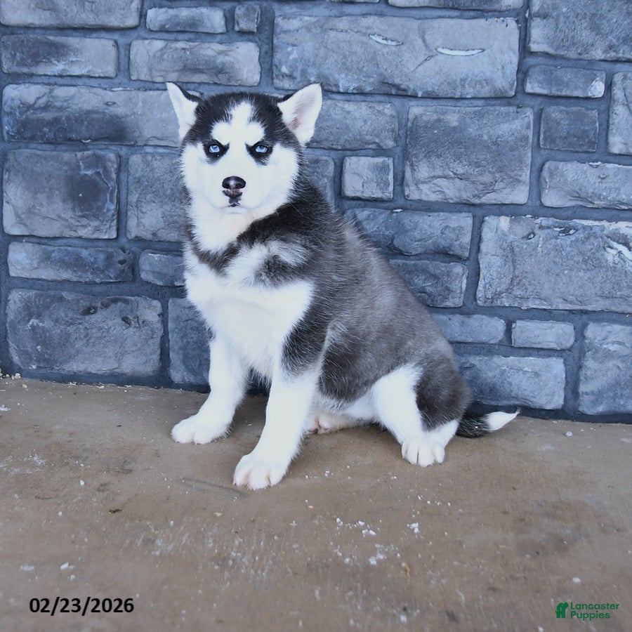 Siberian Husky dogs Coco  - Ad 1