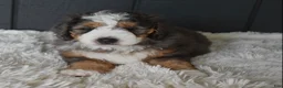 Mini Bernedoodle dogs for sale: Jett F1b - Ad 3