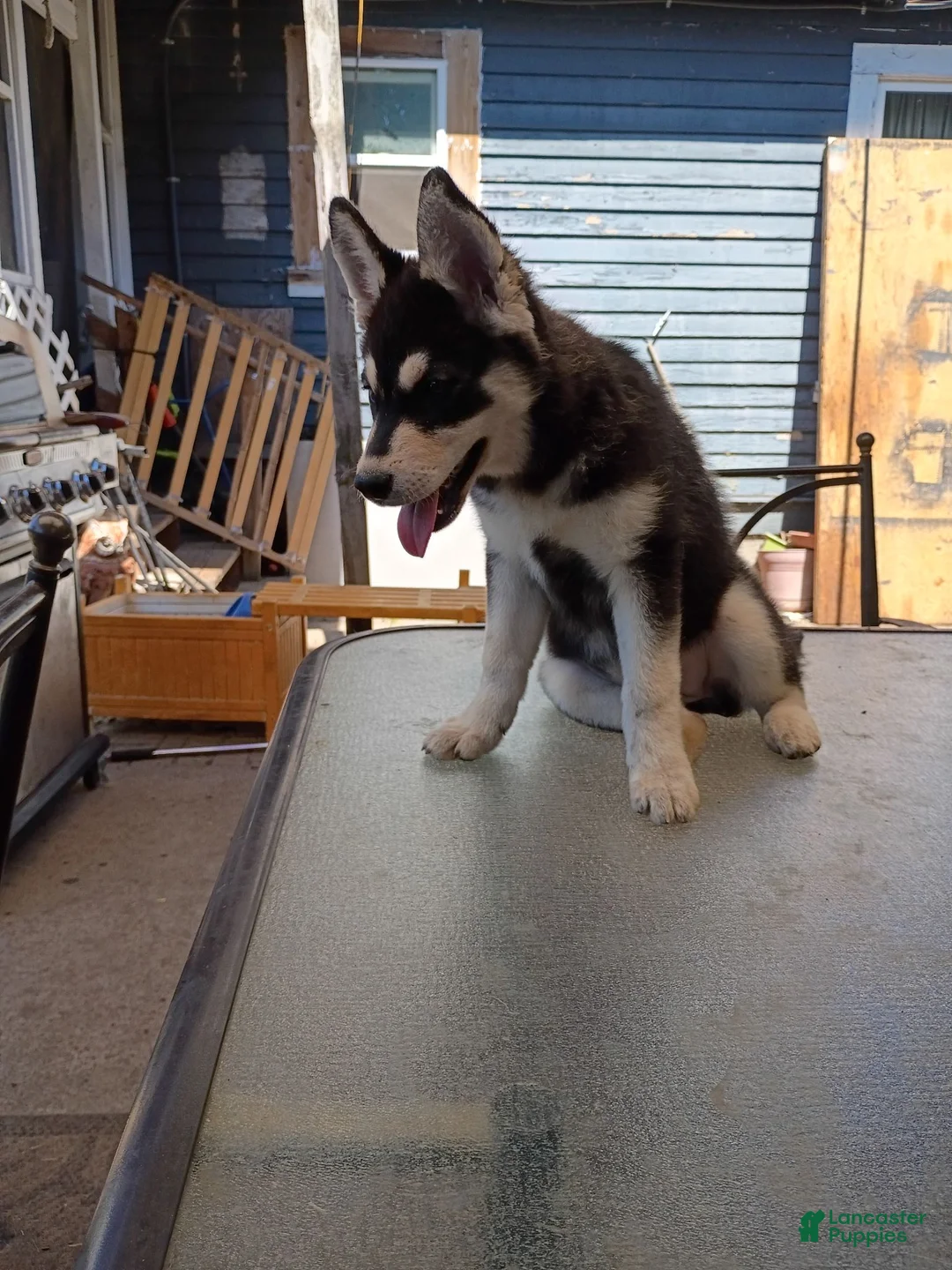Siberian Husky dogs for sale: Cloudy - Ad 2