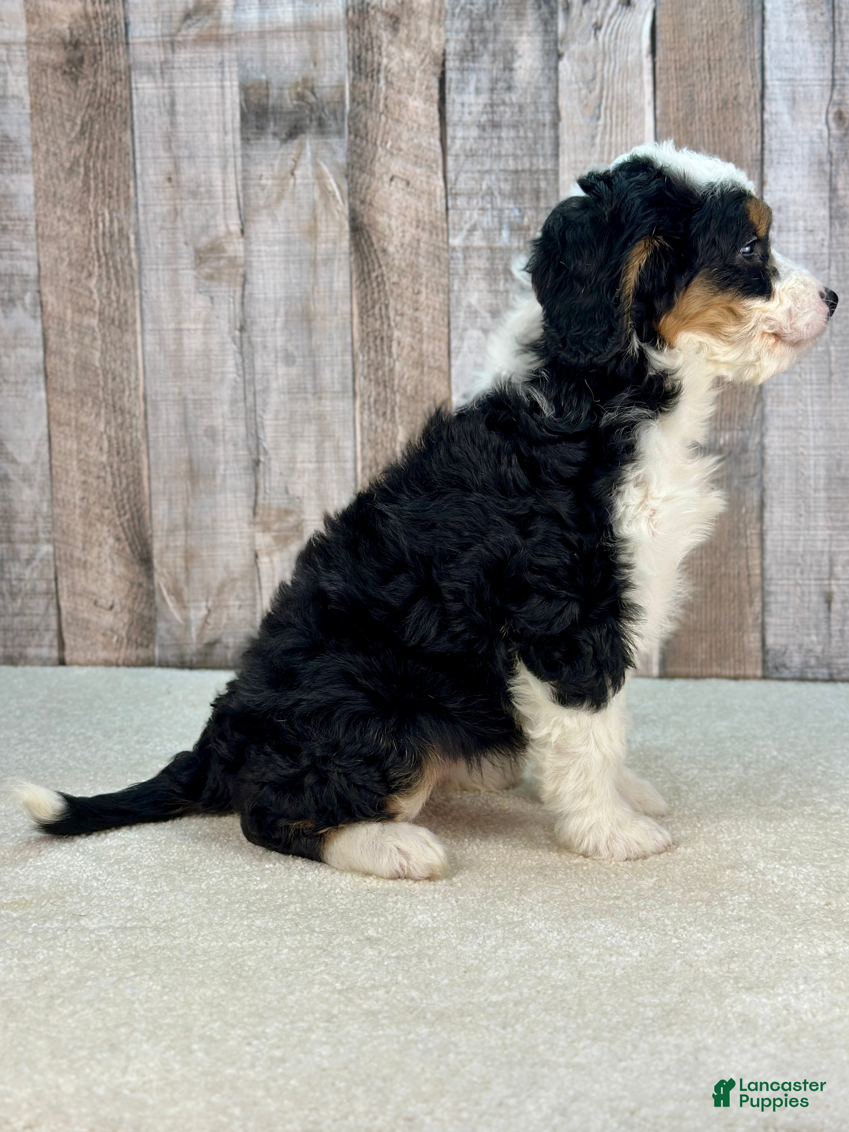 Mini Bernedoodle dogs Molly - Ad 2