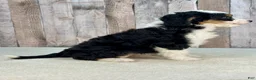 Mini Bernedoodle dogs for sale: Molly - Ad 2