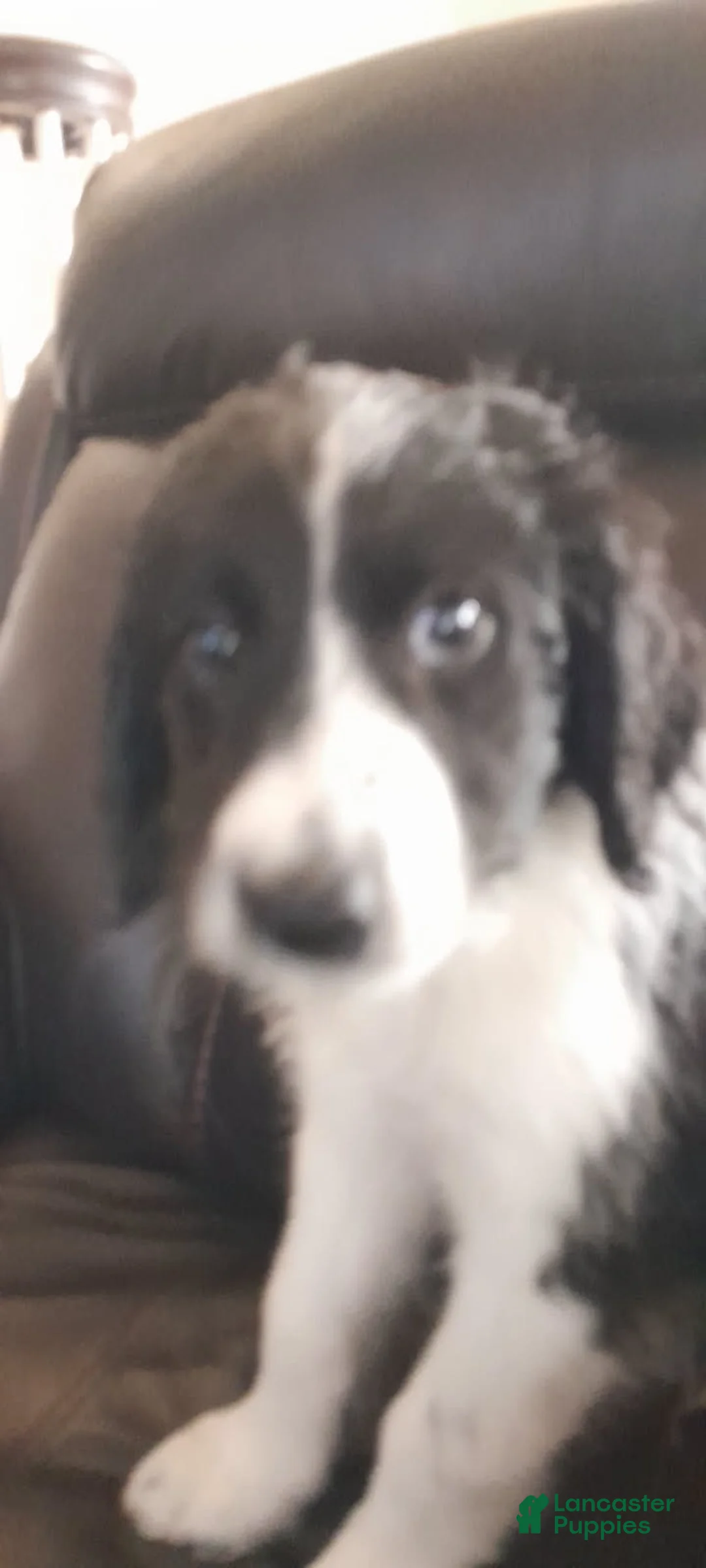 Bordoodle dogs for sale: Bordoodle Puppy 6 - Ad 1