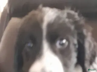 Bordoodle dogs Bordoodle Puppy 6 - Ad 1