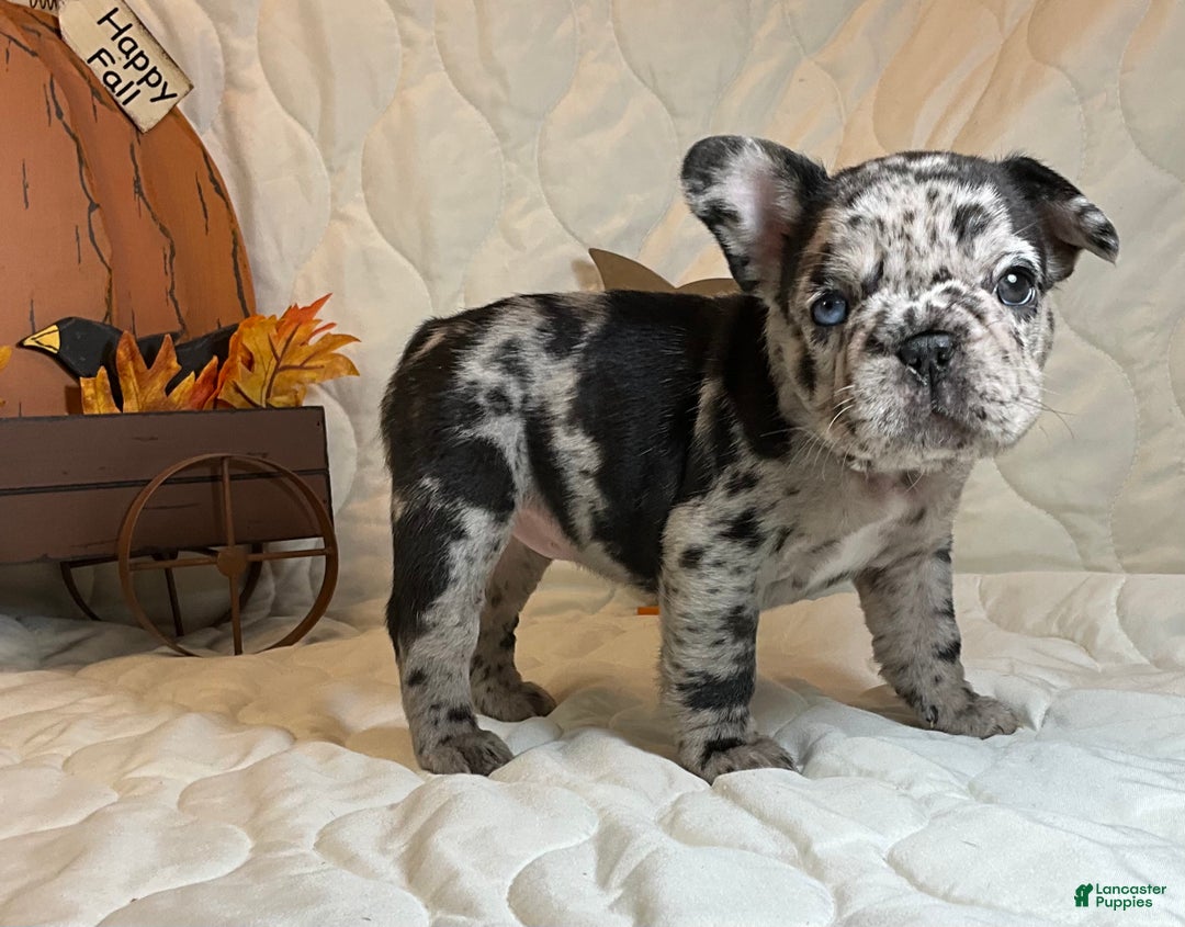French Bulldog dogs for sale: Shell - Ad 10