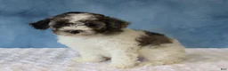 Mixed Breed dogs for sale: Sage - Ad 4