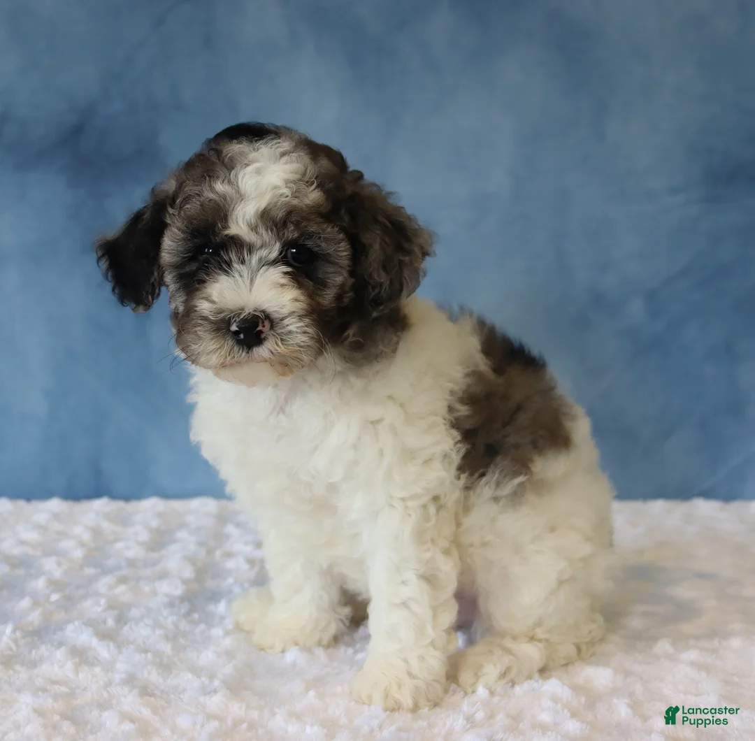 Mixed Breed dogs for sale: Sage - Ad 4