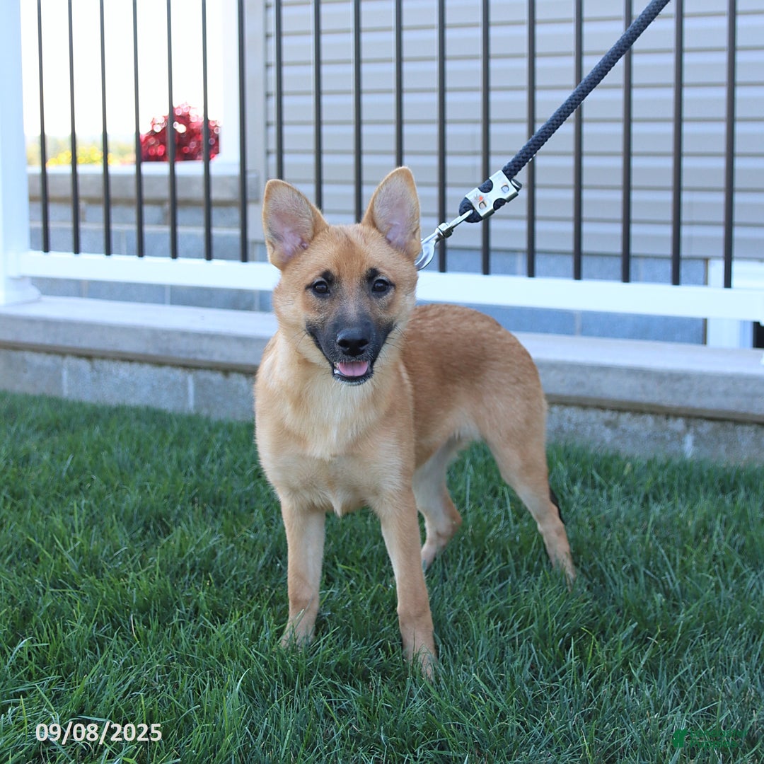 Mixed Breed dogs for sale: Tricky - Ad 6