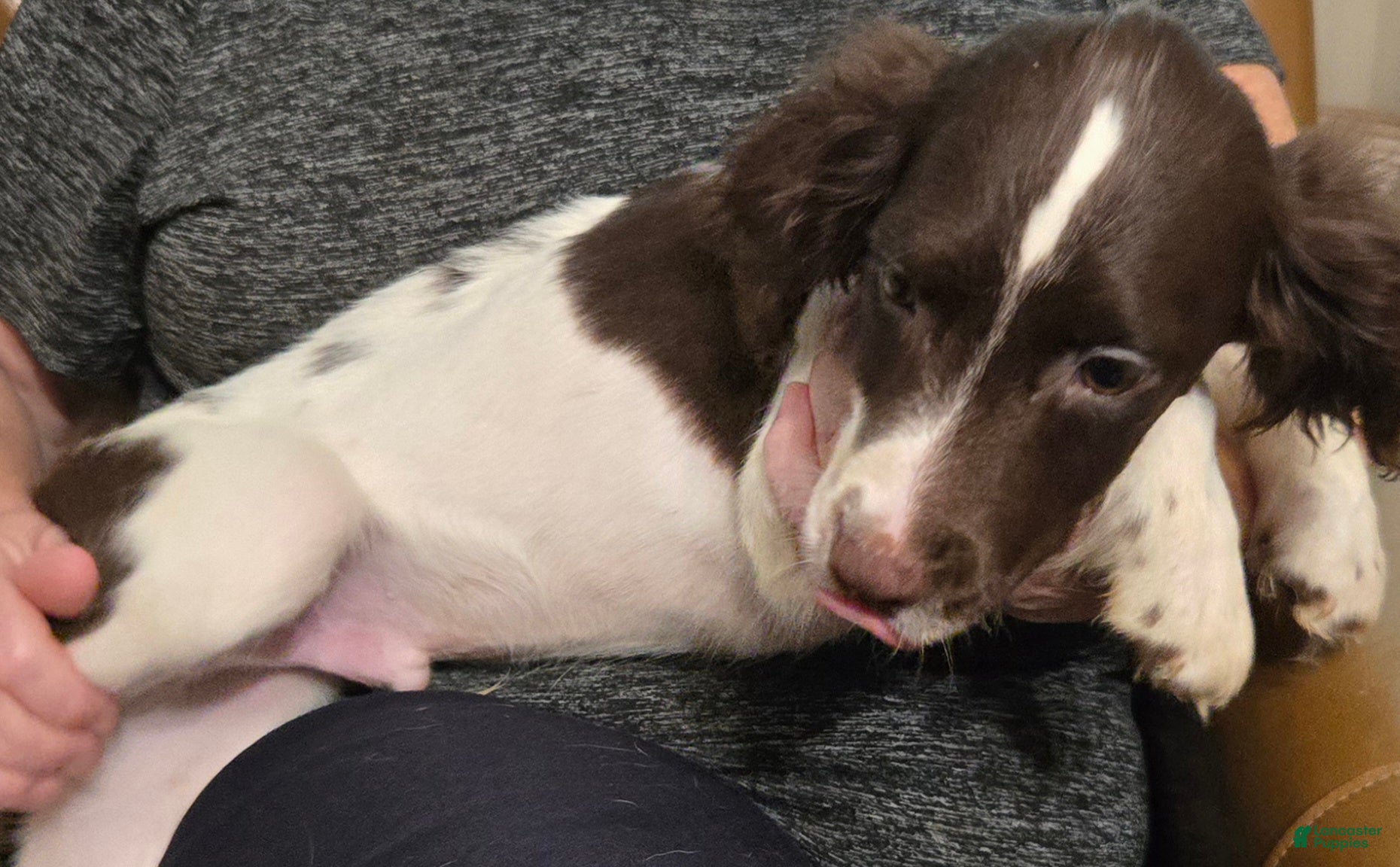 English Springer Spaniel dogs Flint - Ad 1
