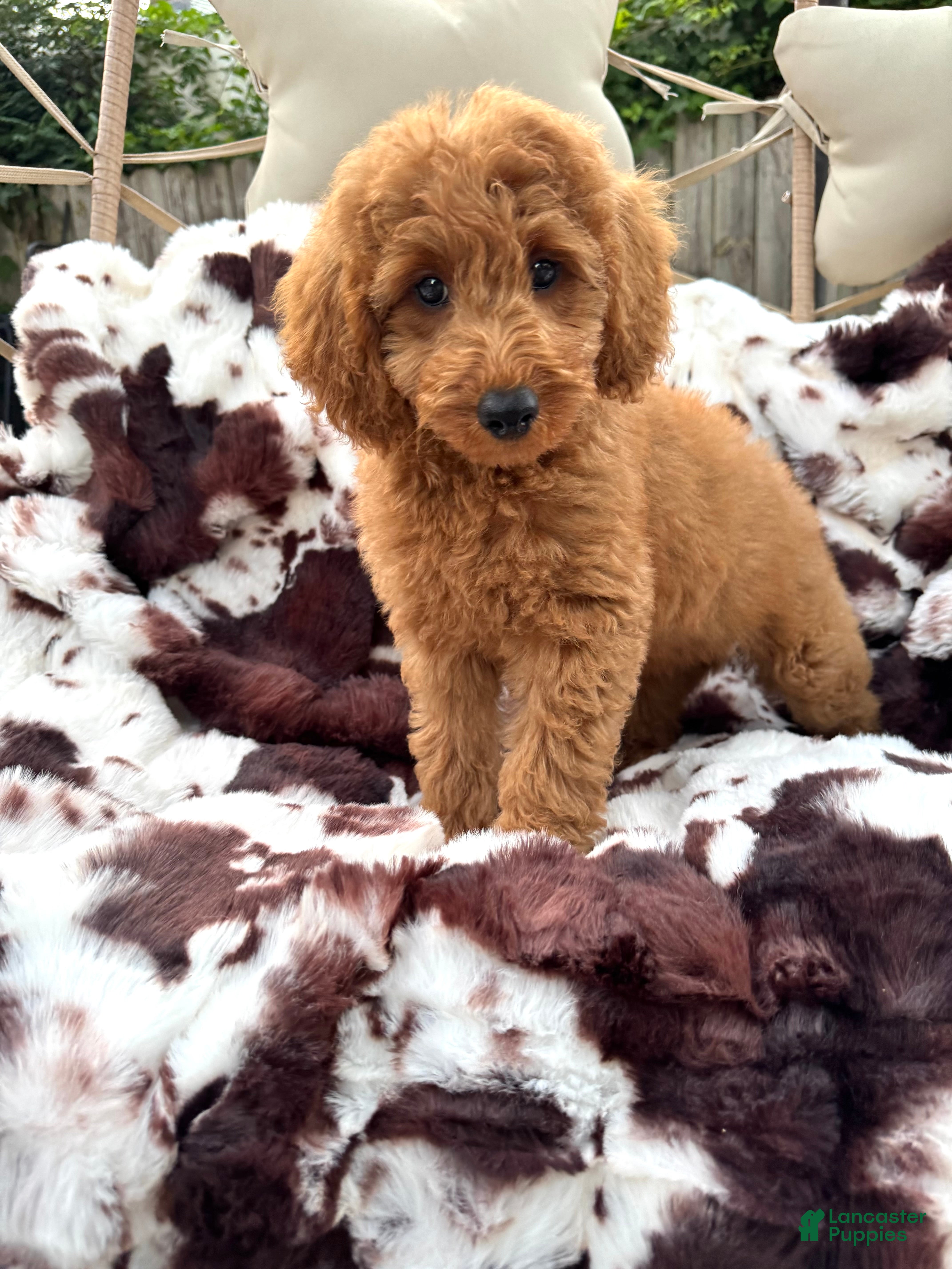 Mini Goldendoodle dogs Lenna - Ad 2