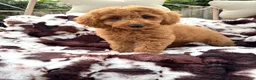 Mini Goldendoodle dogs for sale: Lenna - Ad 1
