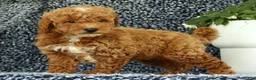 Mini Goldendoodle dogs for sale: Victor - Ad 6