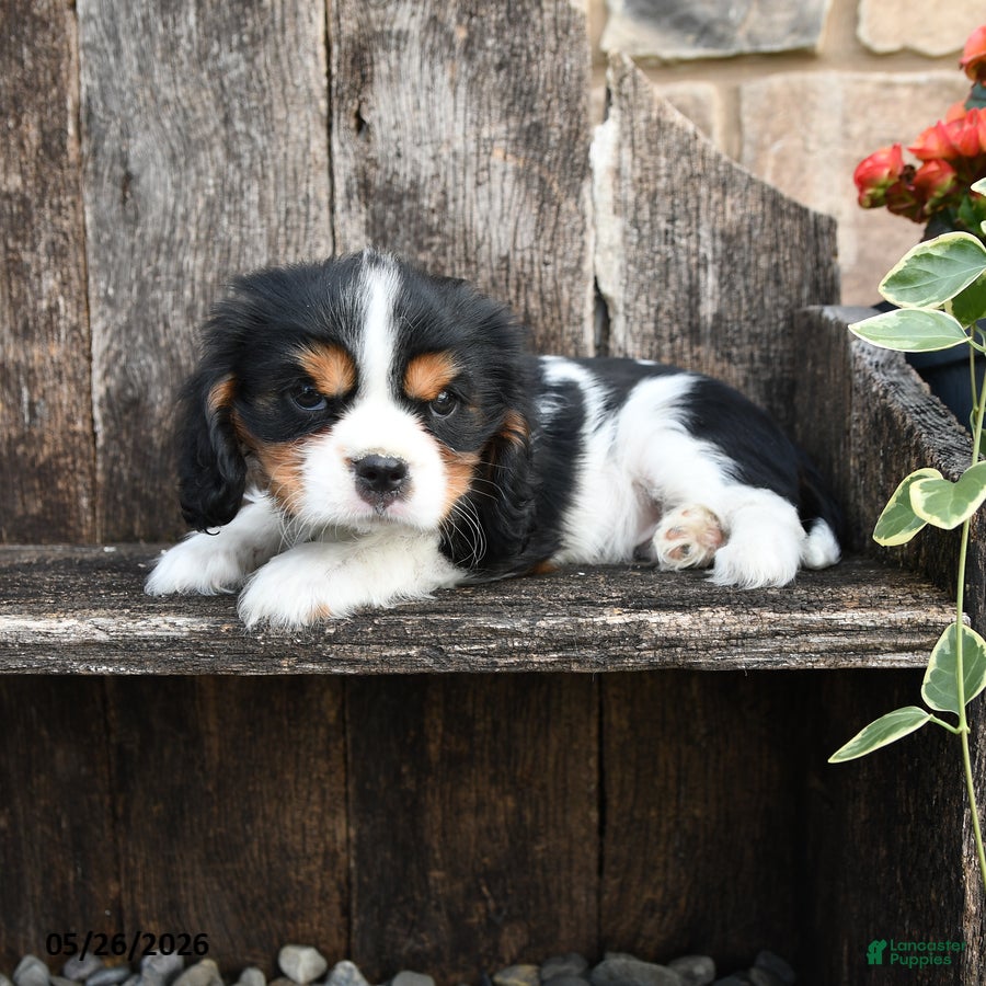 Cavalier King Charles Spaniel dogs for sale: Elvis - Ad 2