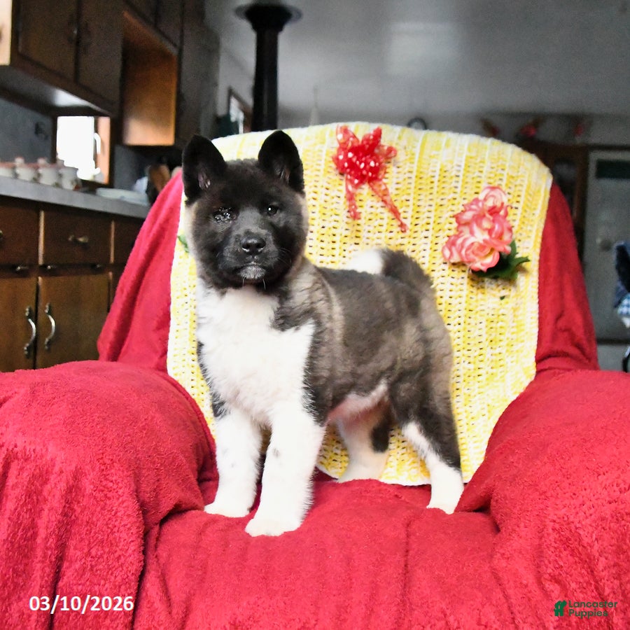 Akita dogs Twinkle Special Needs - Ad 1