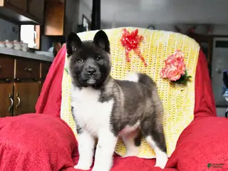 Akita dogs for sale: Twinkle Special Needs - Ad 3