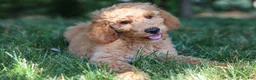 Standard Poodle dogs for sale: Leo - Ad 23