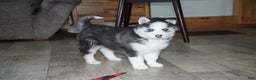 Siberian Husky dogs for sale: Blaze - Ad 6